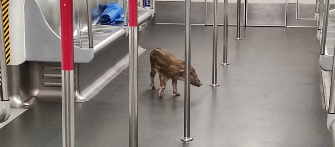 Απίθανος λαθρεπιβάτης στο μετρό στο Χονγκ Κονγκ - Έκανε βόλτες ανενόχλητο (βίντεο)